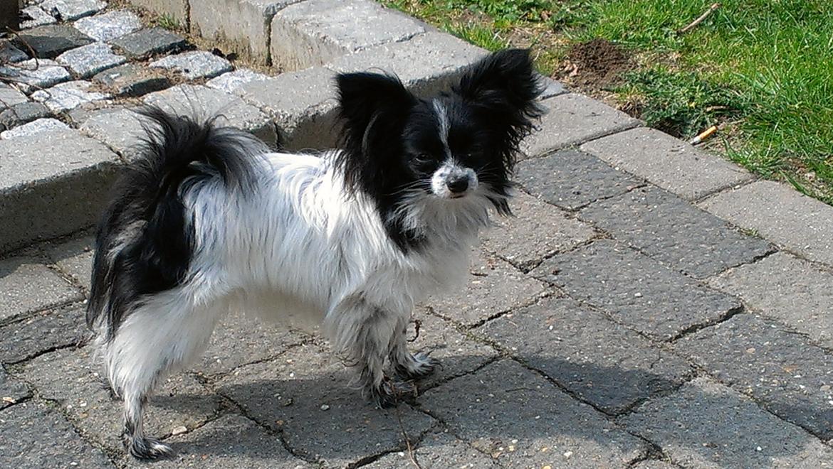Papillon Putte billede 1