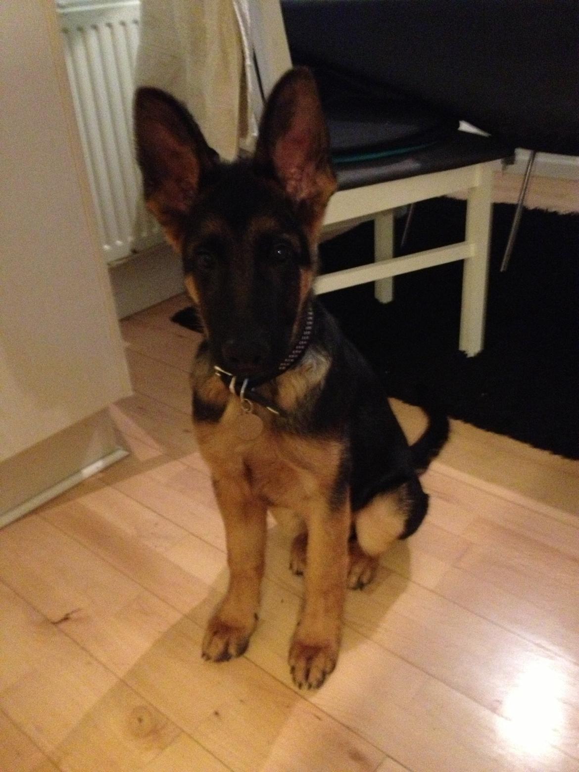 Schæferhund Tyson billede 12