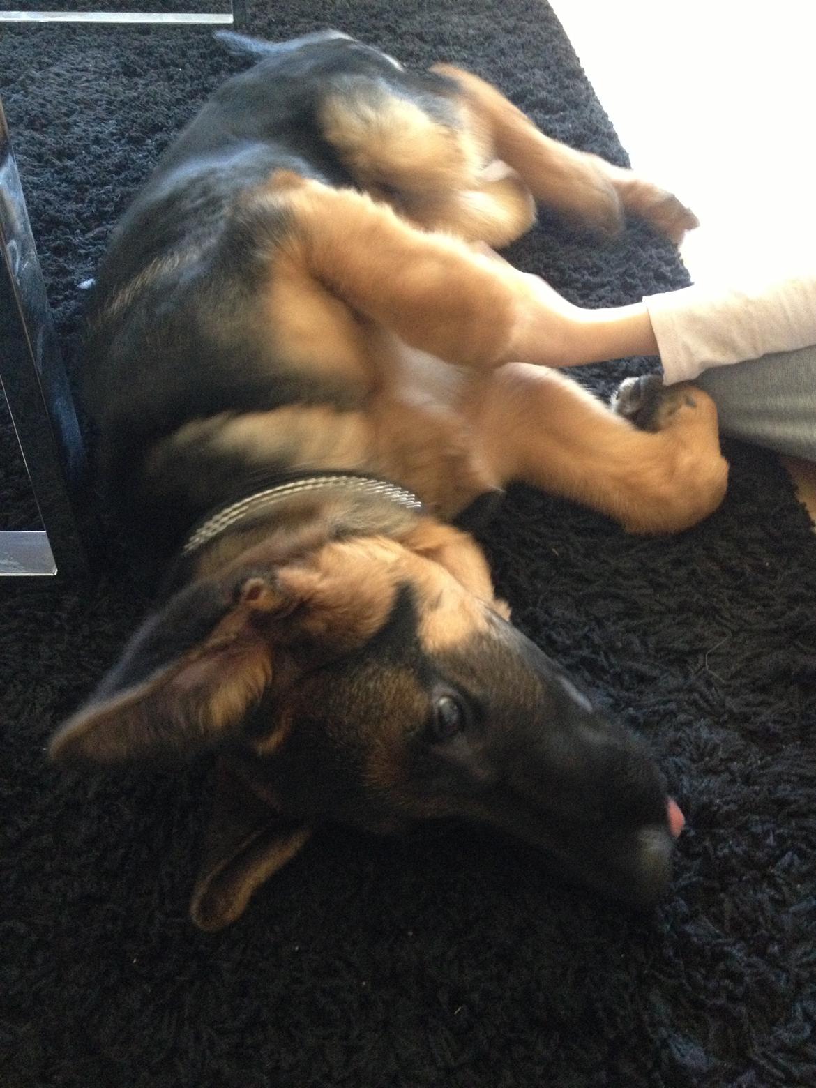 Schæferhund Tyson billede 13