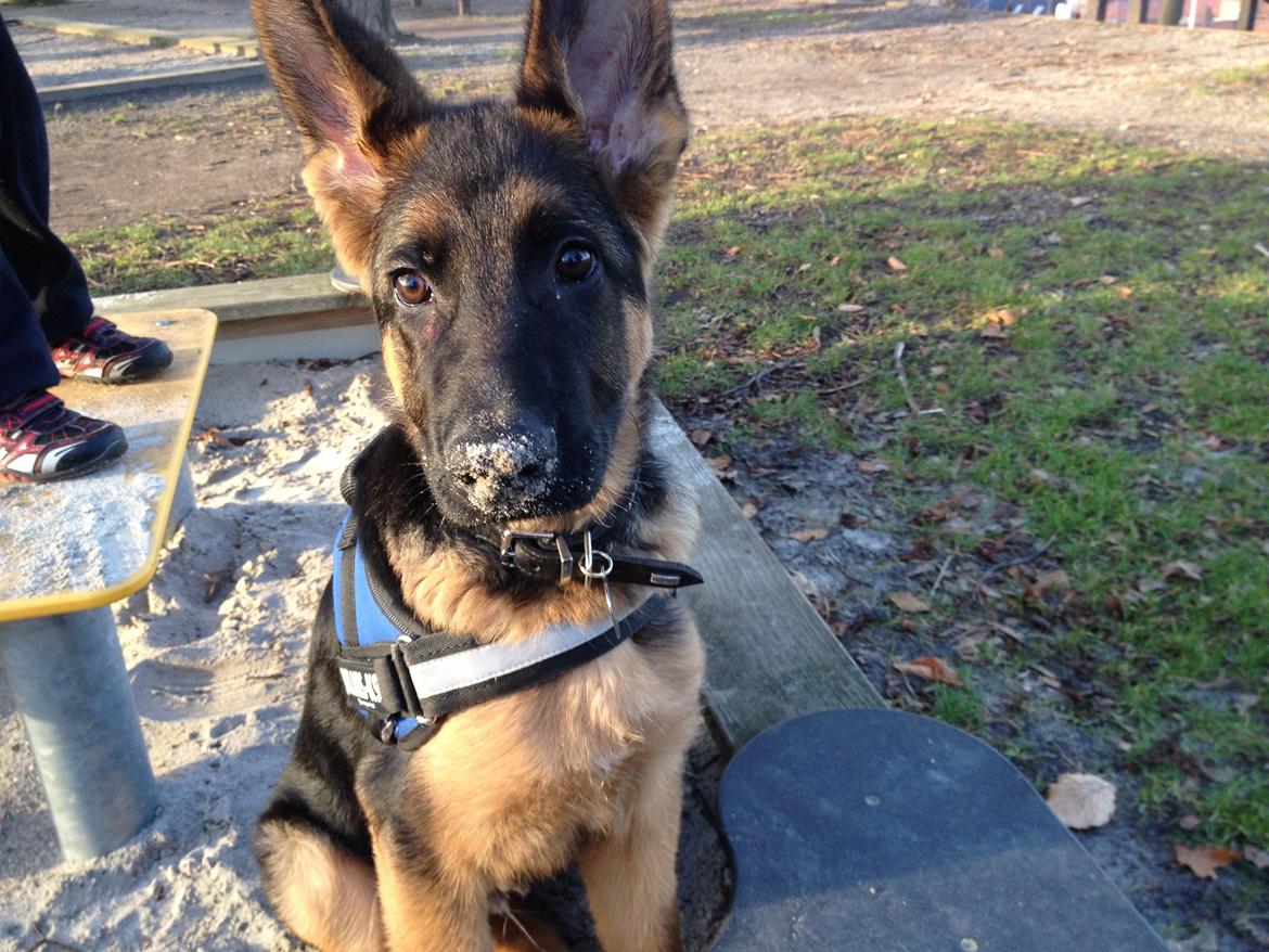 Schæferhund Tyson billede 14