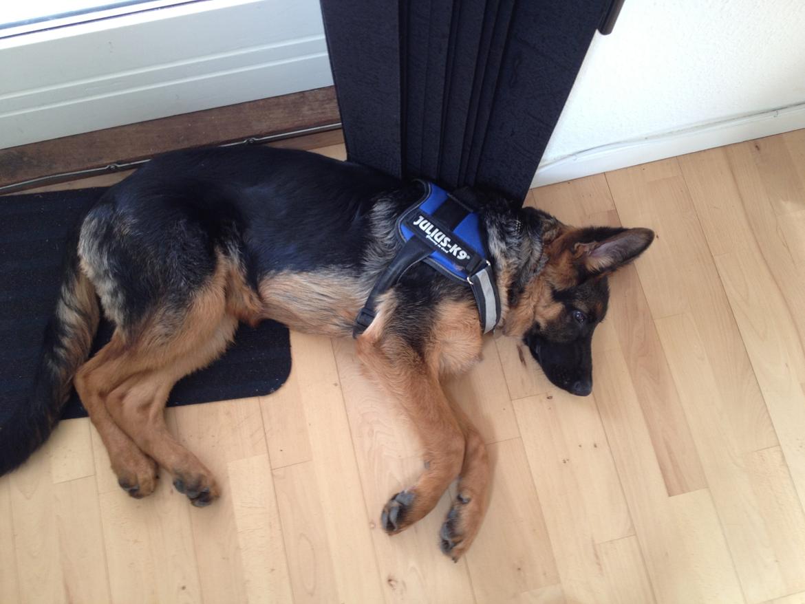 Schæferhund Tyson billede 15