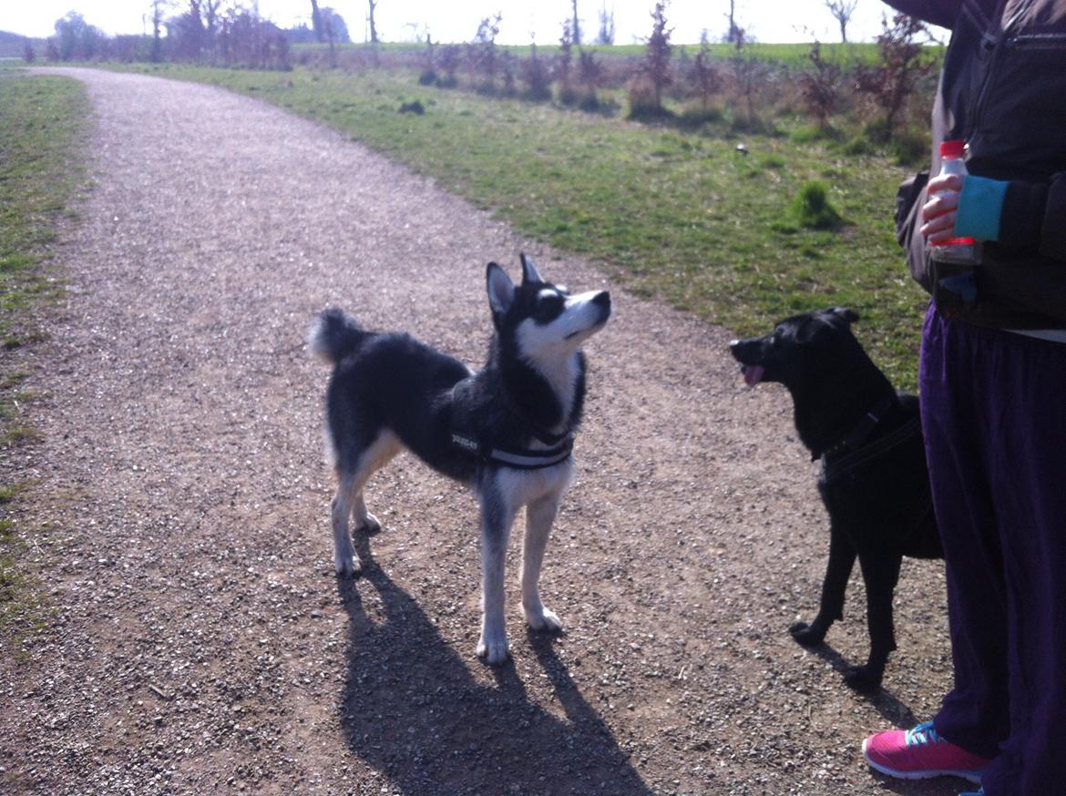 Siberian husky Zeus billede 1