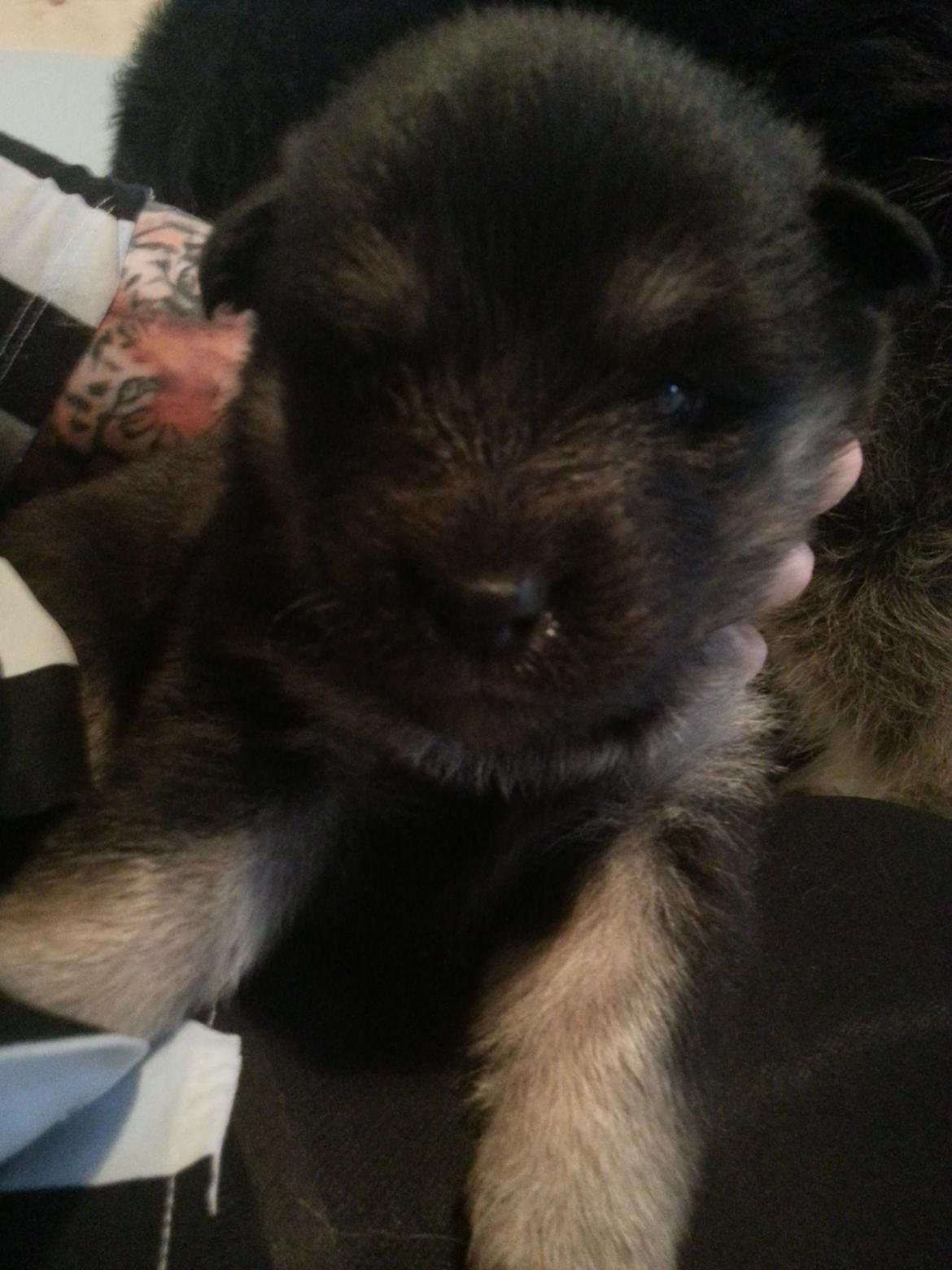 Finsk lapphund Kenai (stamtavle navn Boyka) billede 9