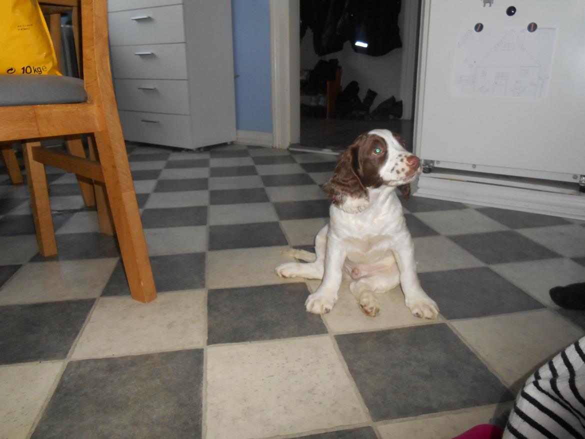 Field Trial spaniel Laban tidliger hund - Sit! Dygtig:D billede 14