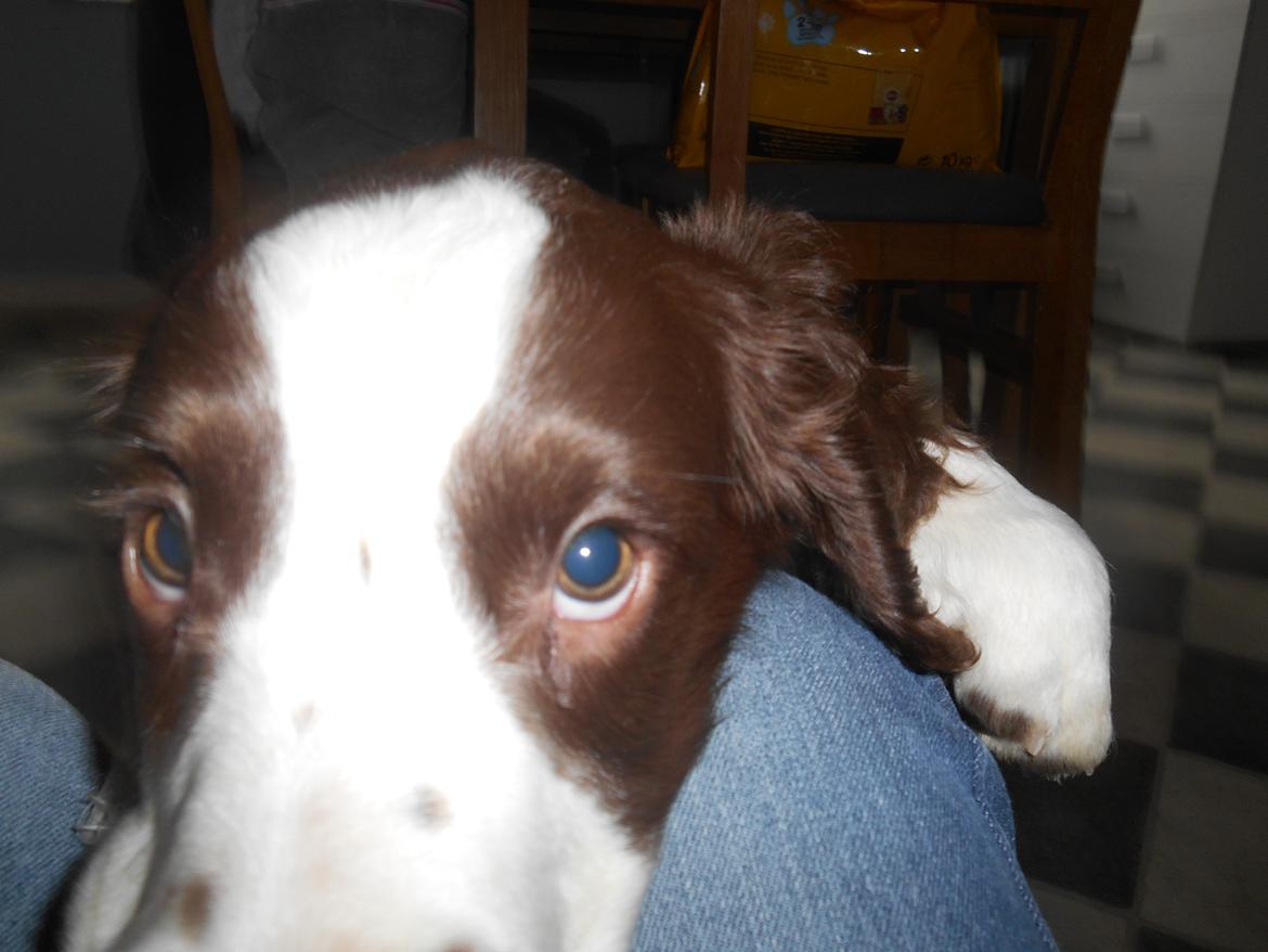 Field Trial spaniel Laban tidliger hund - Jeg kommer nuu! Liidt for tæt på Laban:) billede 15
