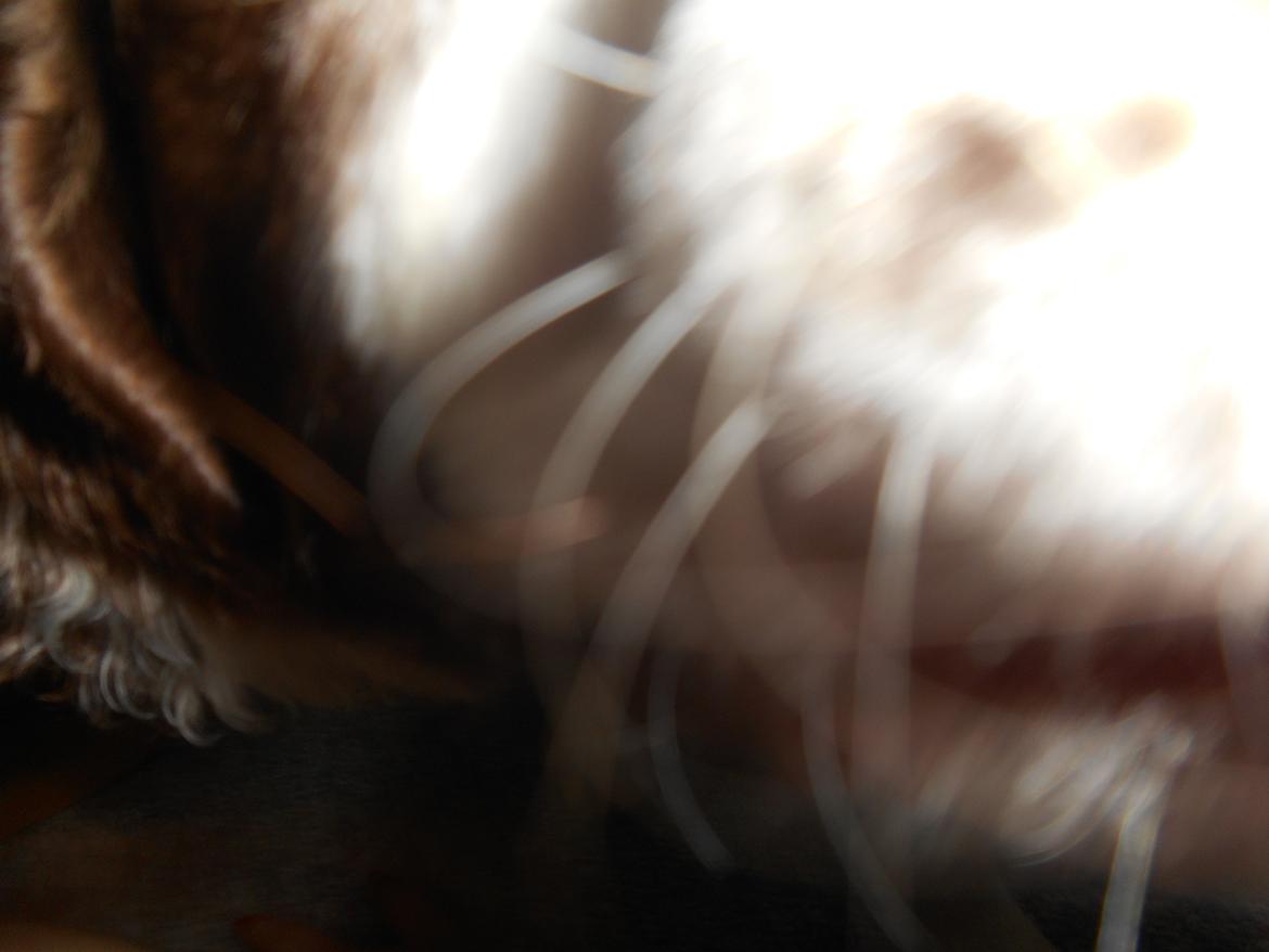 Field Trial spaniel Laban tidliger hund - Vi skulle lige se hvad det var for noget der lyste;) billede 17