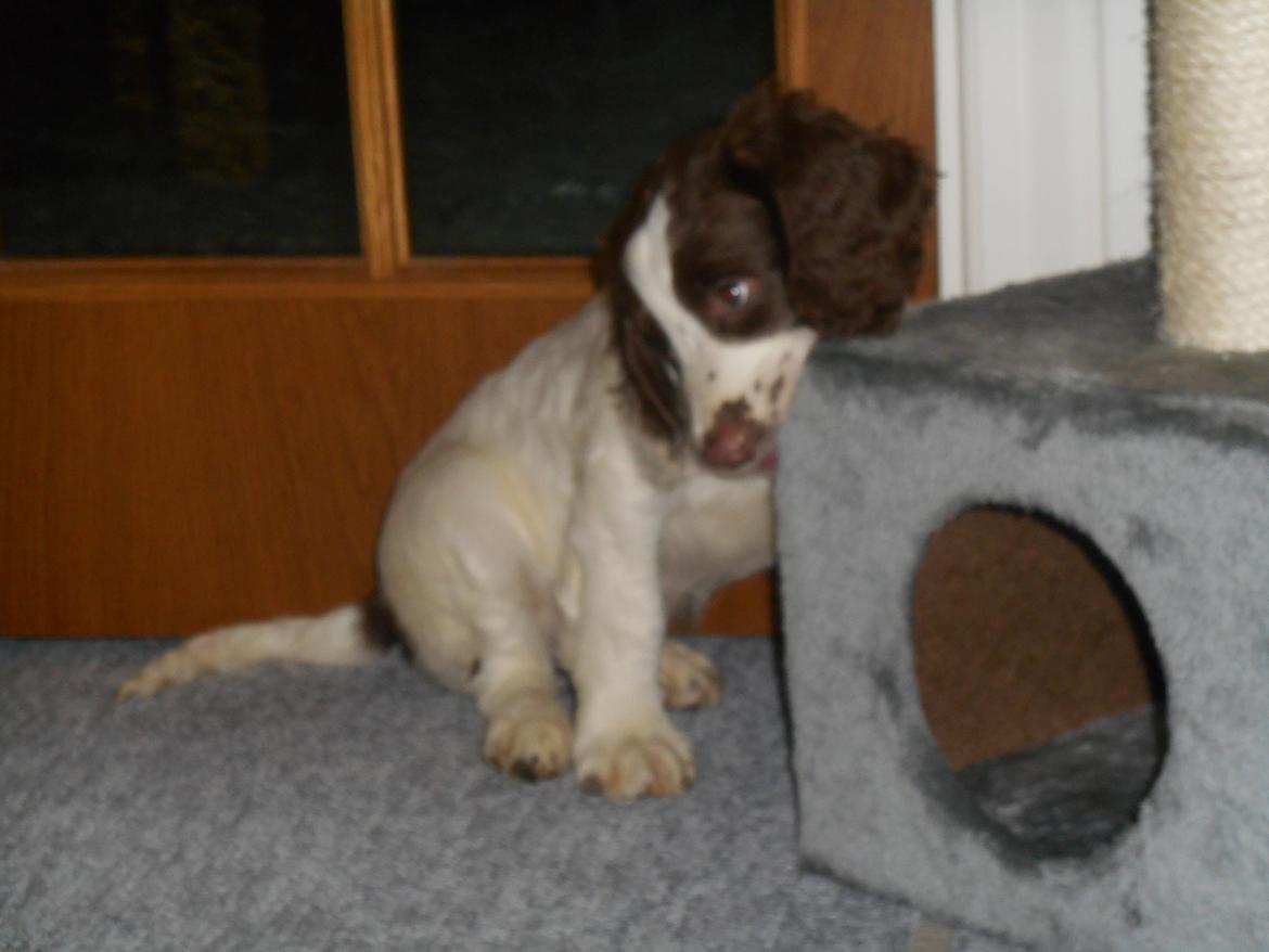 Field Trial spaniel Laban tidliger hund - MMMh kattelegetøj er bare favoriten<3 billede 18