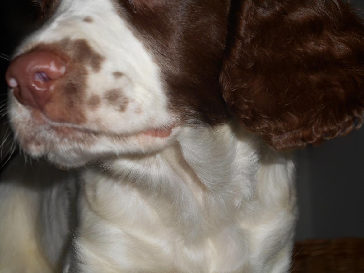 Field Trial spaniel Laban tidliger hund - Ups fail, men det er faktisk mærkeligv nok et godt billede:D billede 19