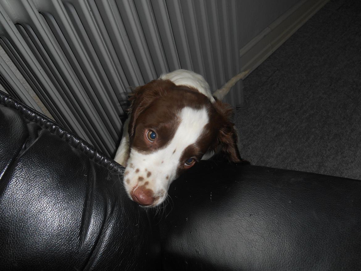 Field Trial spaniel Laban tidliger hund - Jeg kan næsten komme op<3 billede 20