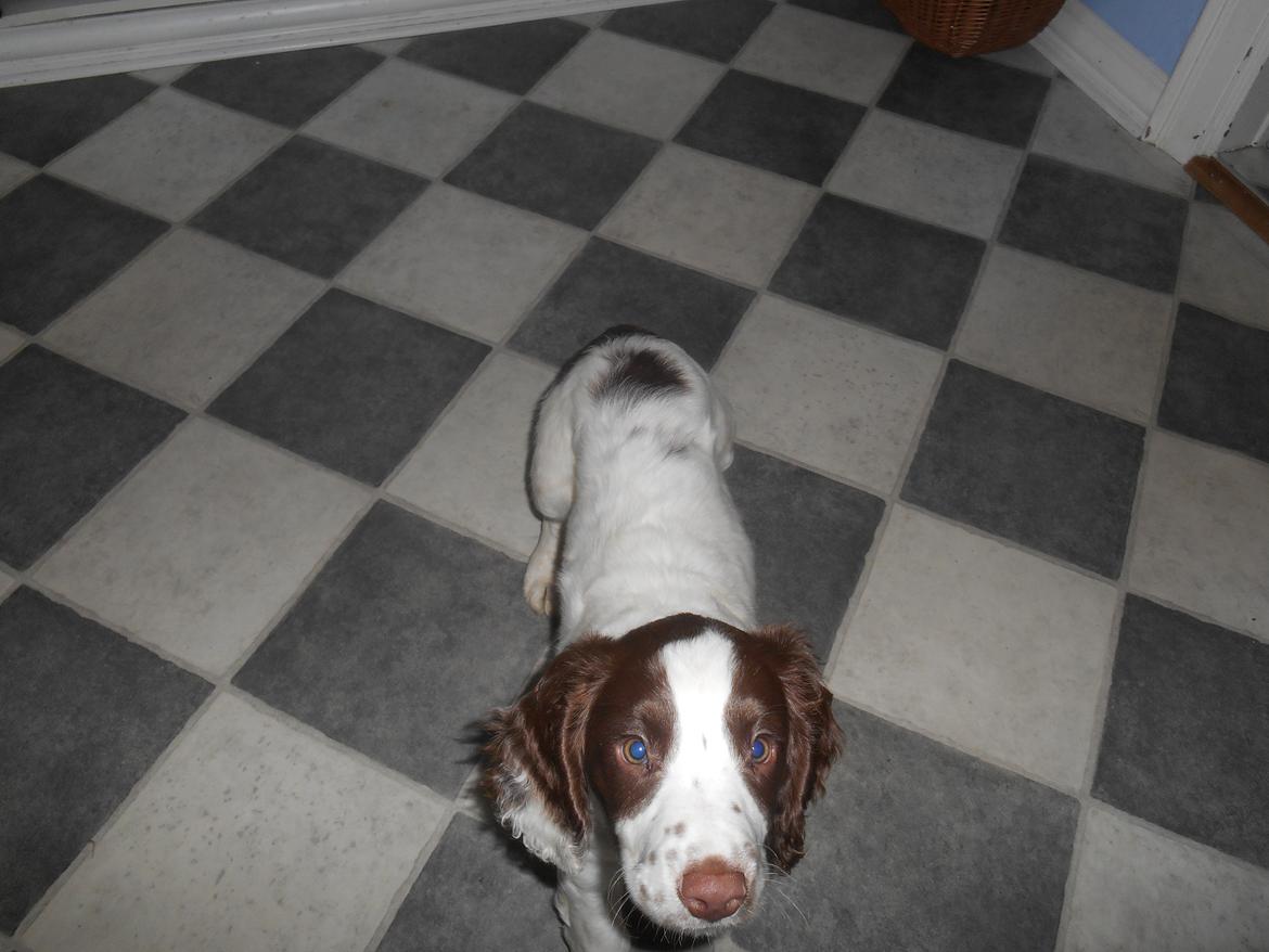 Field Trial spaniel Laban tidliger hund - Når man kalder Laban kommer han<3 billede 21