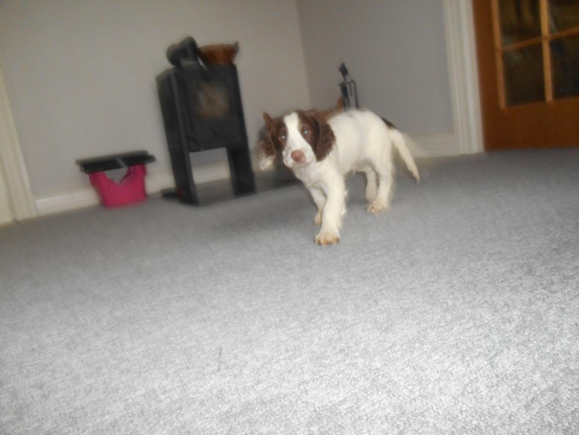 Field Trial spaniel Laban tidliger hund - Galoppp! billede 16