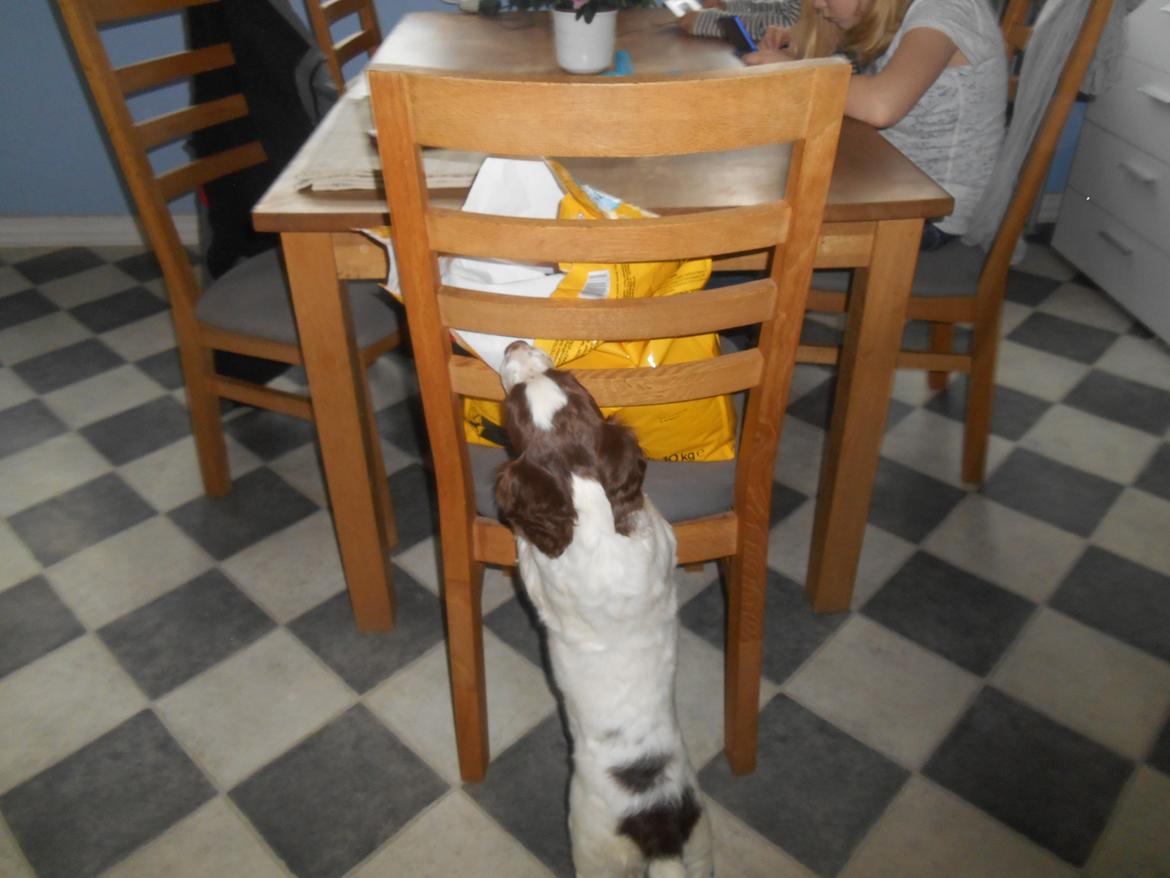 Field Trial spaniel Laban tidliger hund - Mmmmh maden står åben! Maaad:) billede 22
