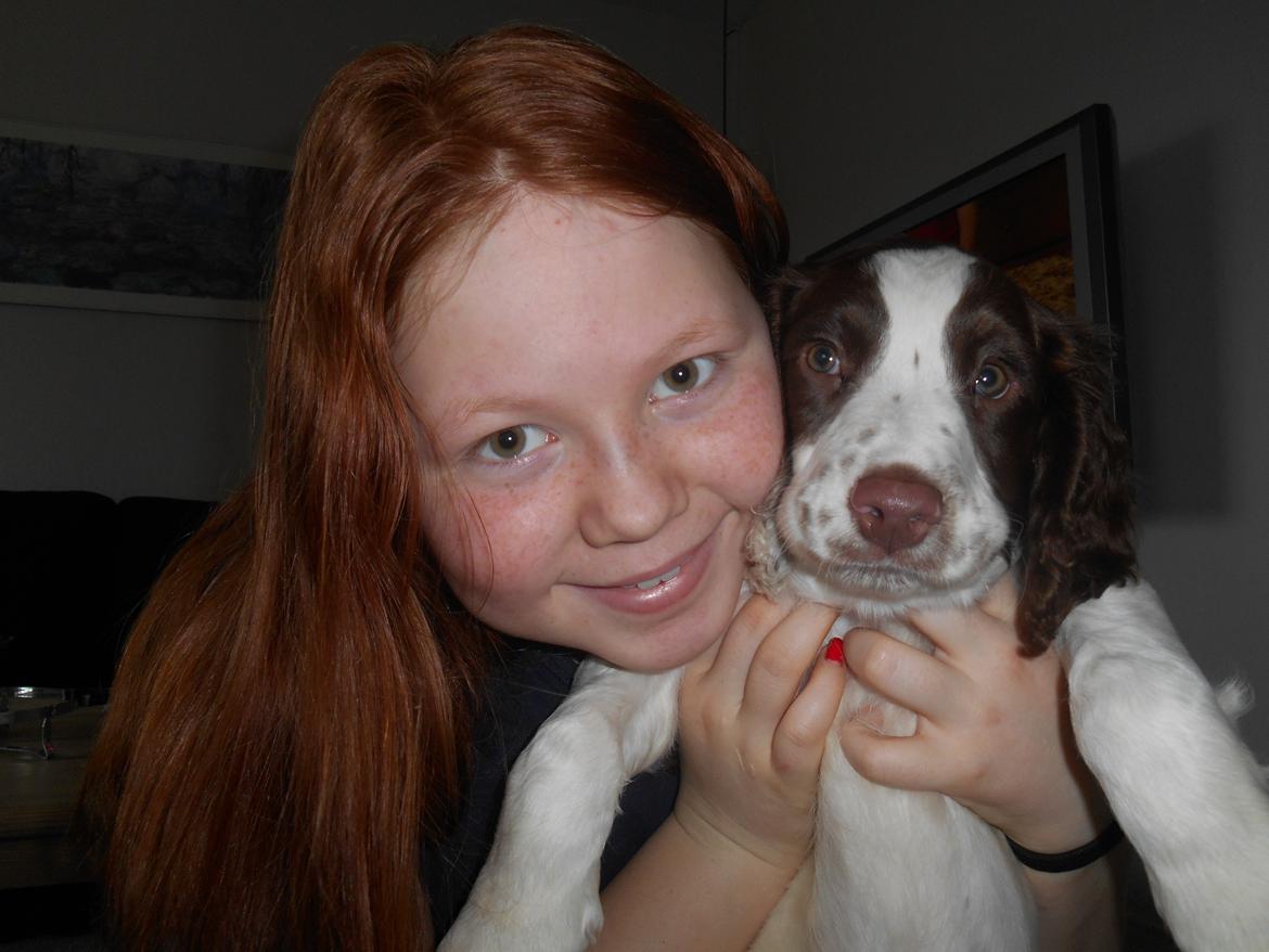 Field Trial spaniel Laban tidliger hund - Selfie igen;) billede 24