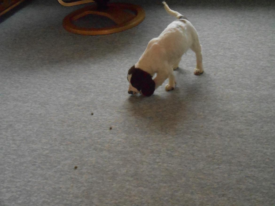 Field Trial spaniel Laban tidliger hund - Vi finder skatten med godbider! billede 23