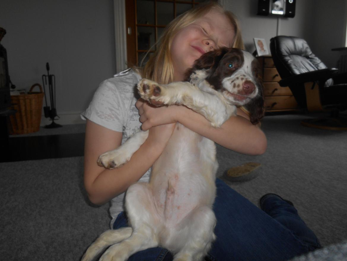 Field Trial spaniel Laban tidliger hund - Fail! Men Laban redder billedet billede 26