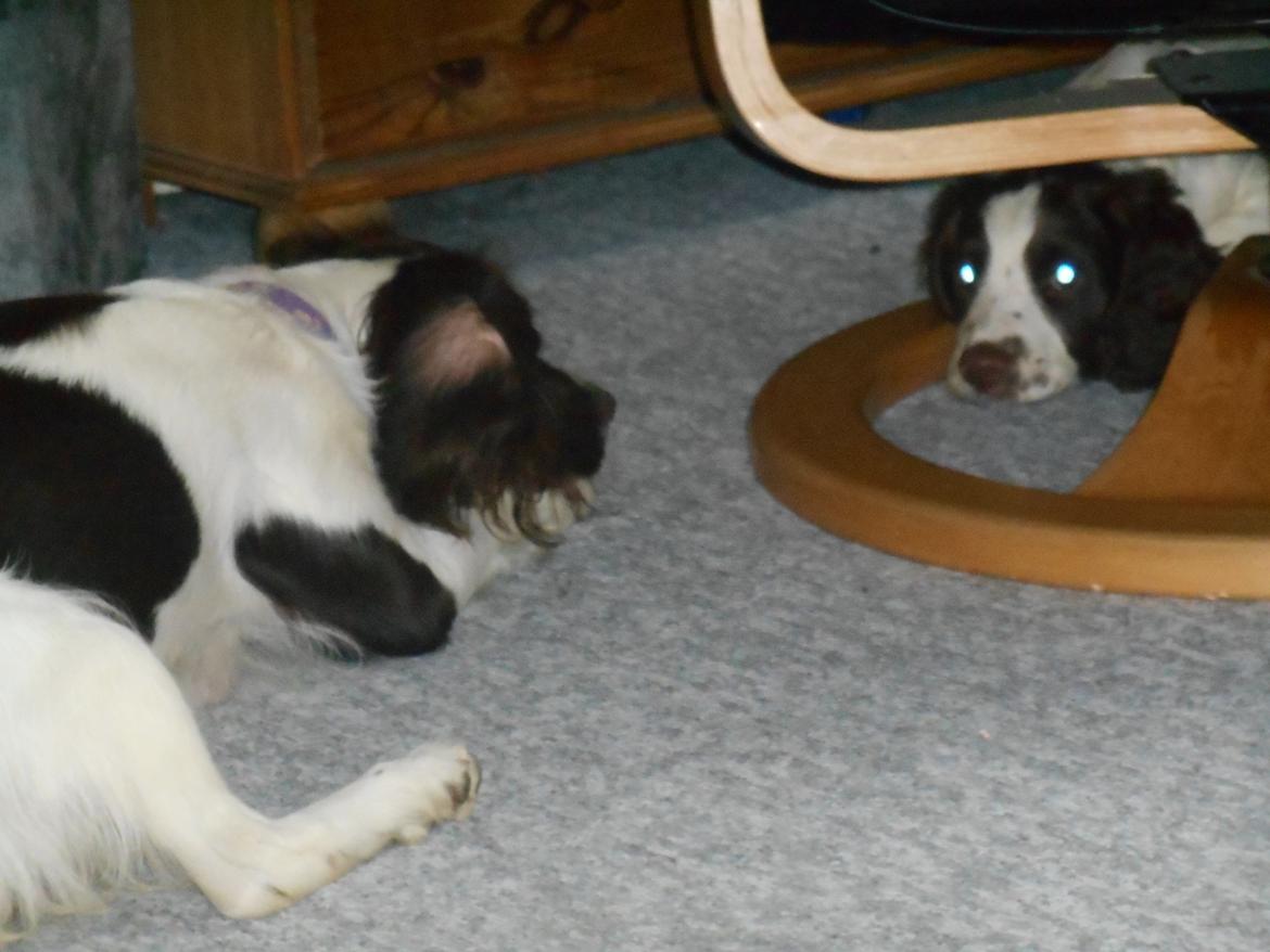 Field Trial spaniel Laban tidliger hund - Hvem mon springer først? Laban eller mor billede 27