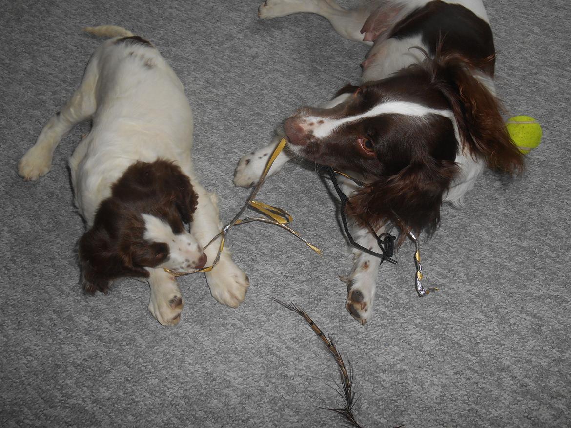 Field Trial spaniel Laban tidliger hund - MMmmh gavebånd er det bedste:D billede 28