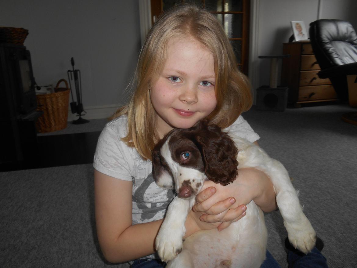 Field Trial spaniel Laban tidliger hund - Laban og søster<3 billede 25