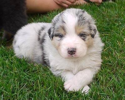 Australian shepherd Aston billede 3