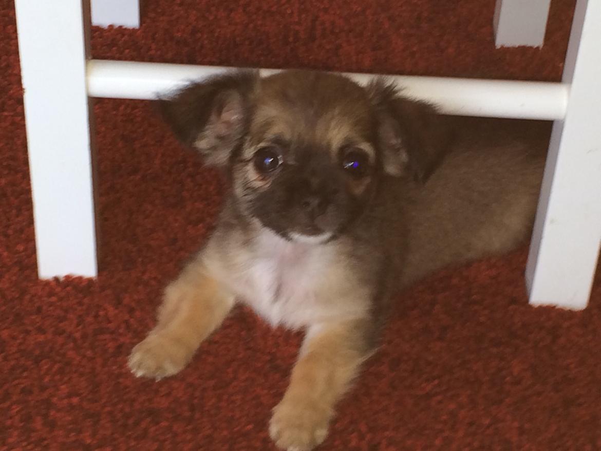 Chihuahua Fanny billede 1