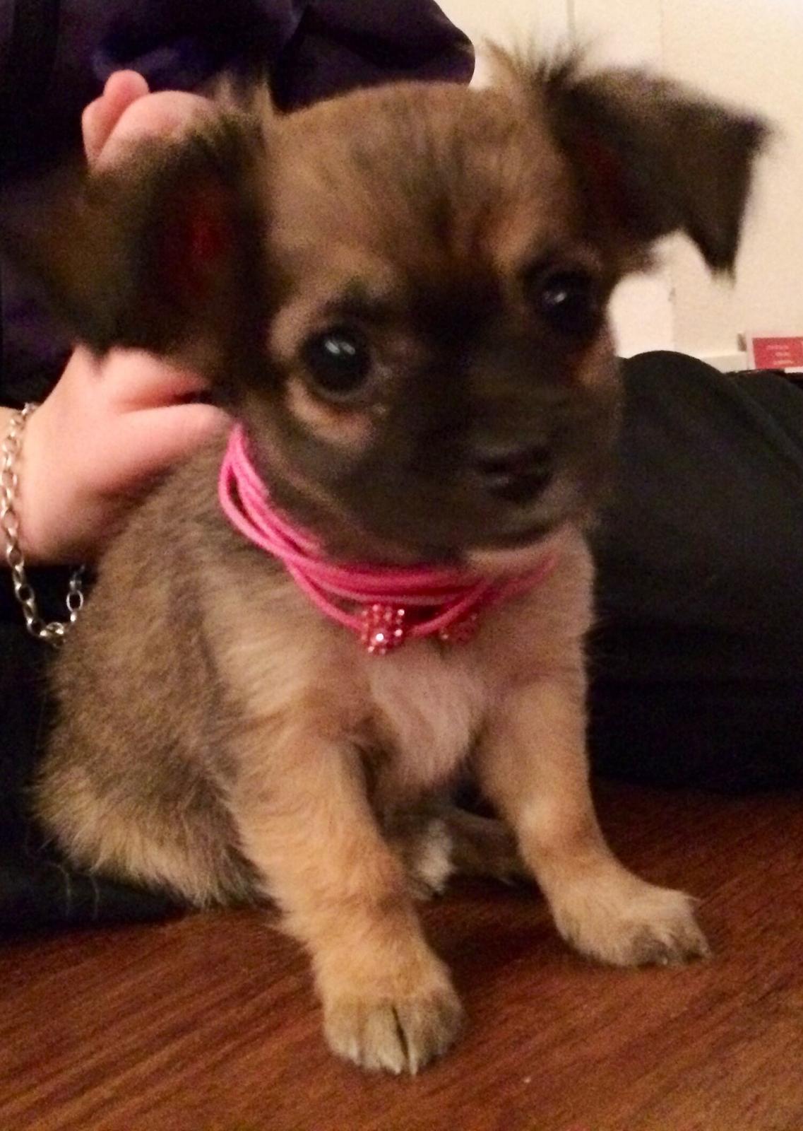Chihuahua Fanny billede 2