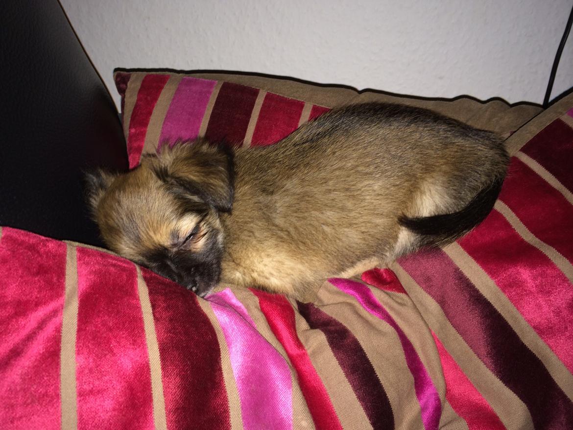 Chihuahua Fanny billede 3