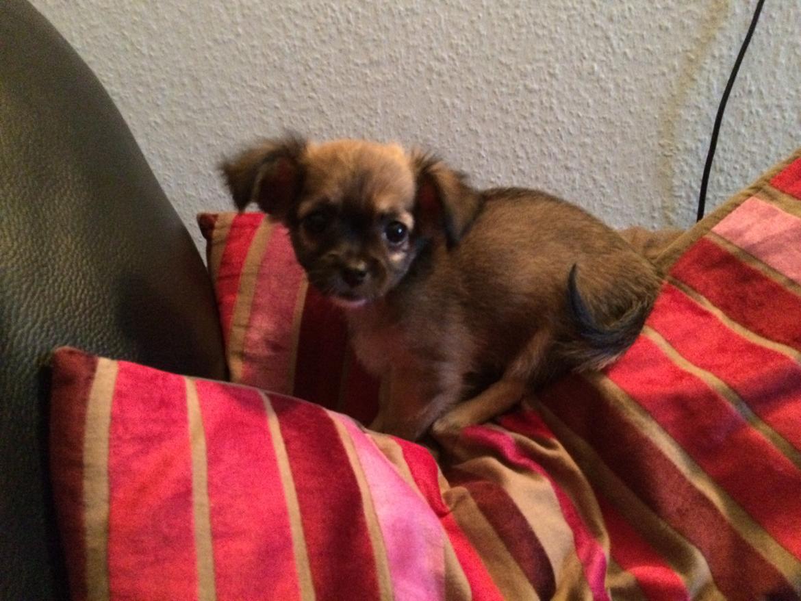 Chihuahua Fanny billede 4