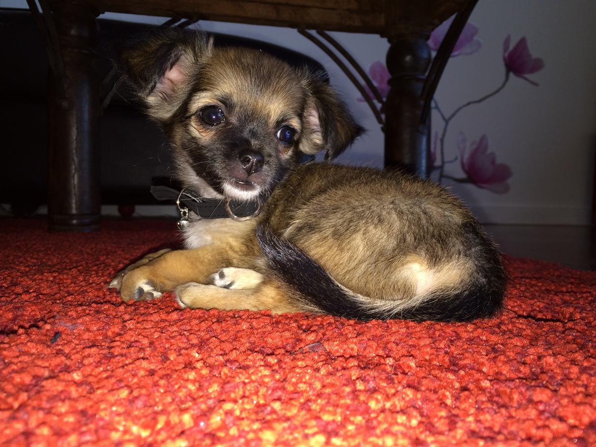 Chihuahua Fanny billede 5
