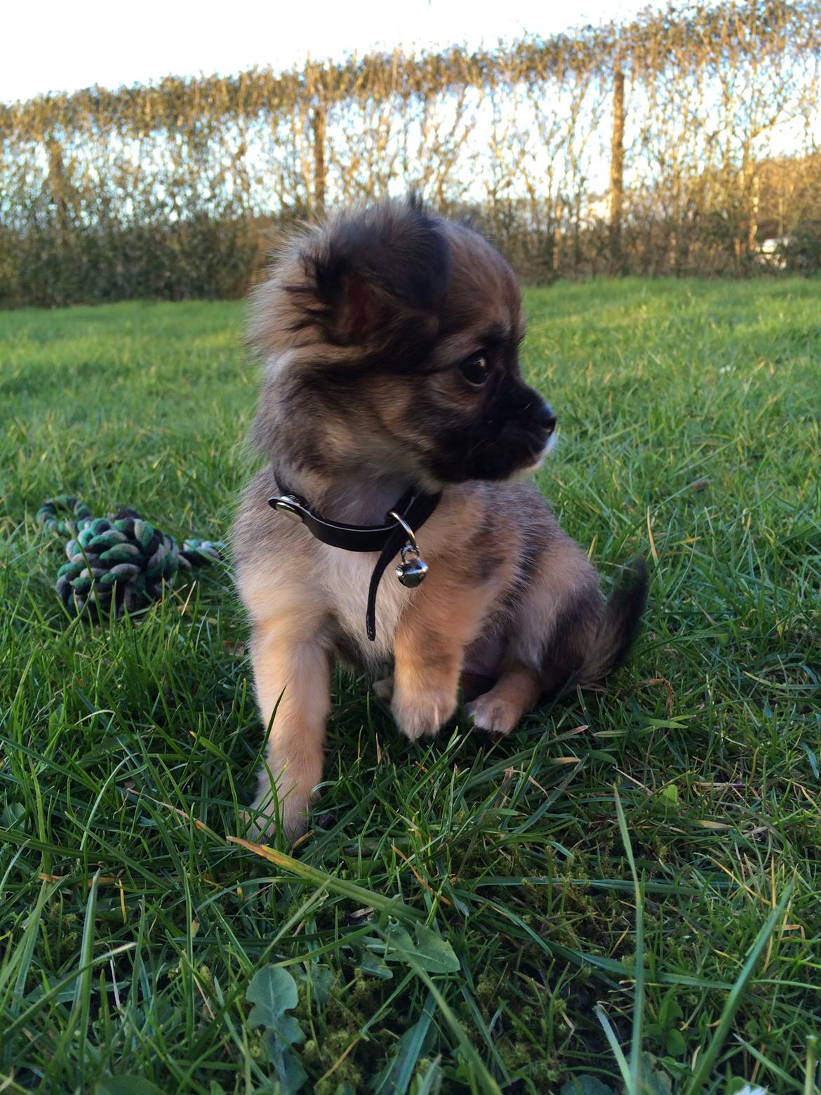 Chihuahua Fanny billede 6