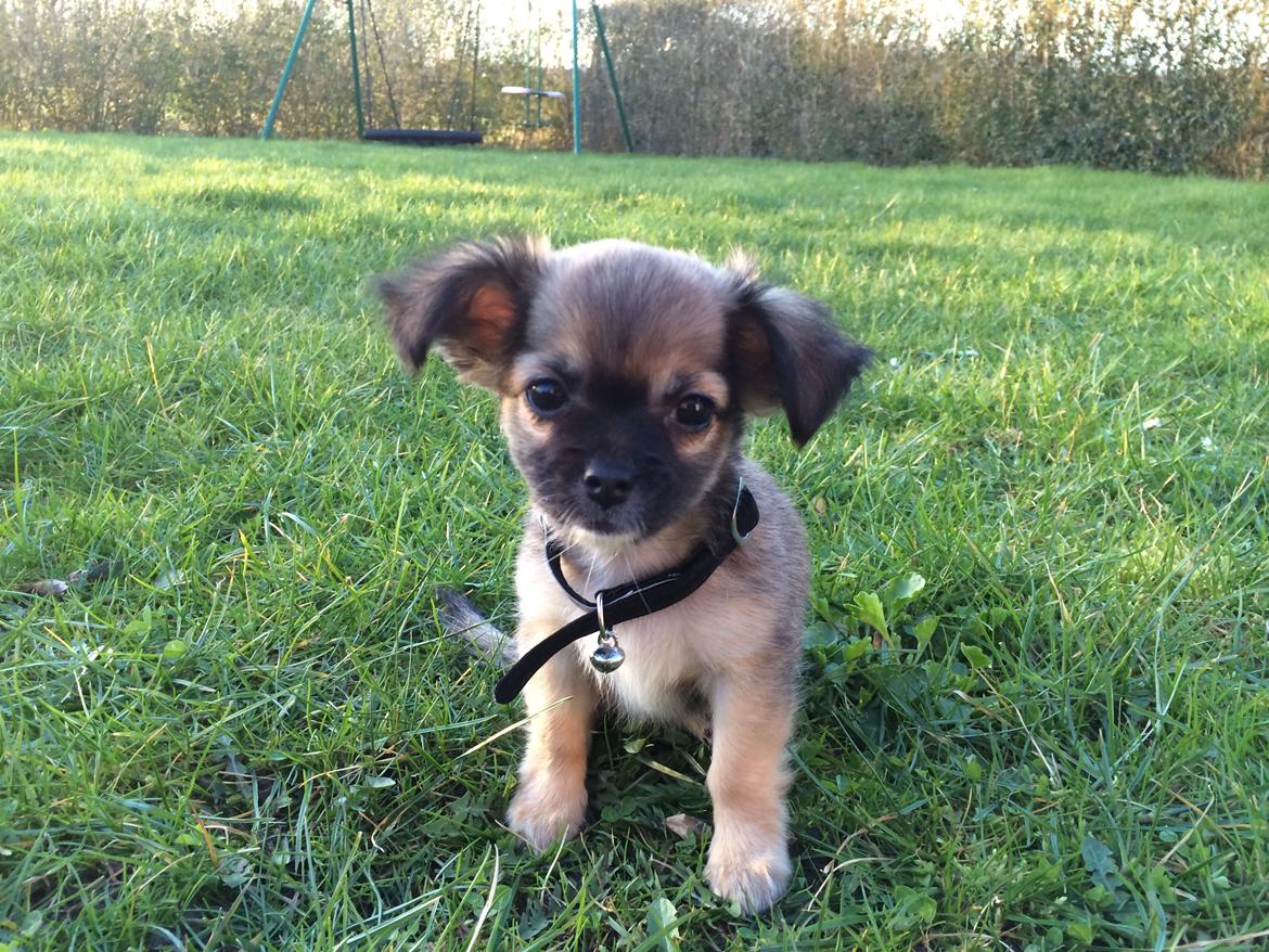 Chihuahua Fanny billede 7