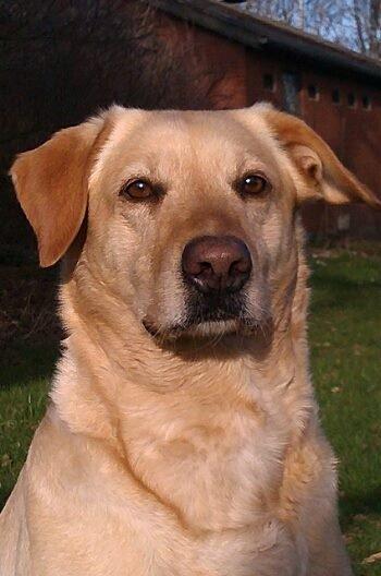 Labrador retriever Bessie billede 1