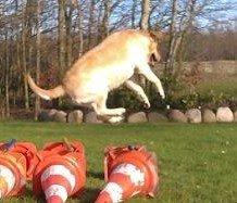 Labrador retriever Bessie billede 17