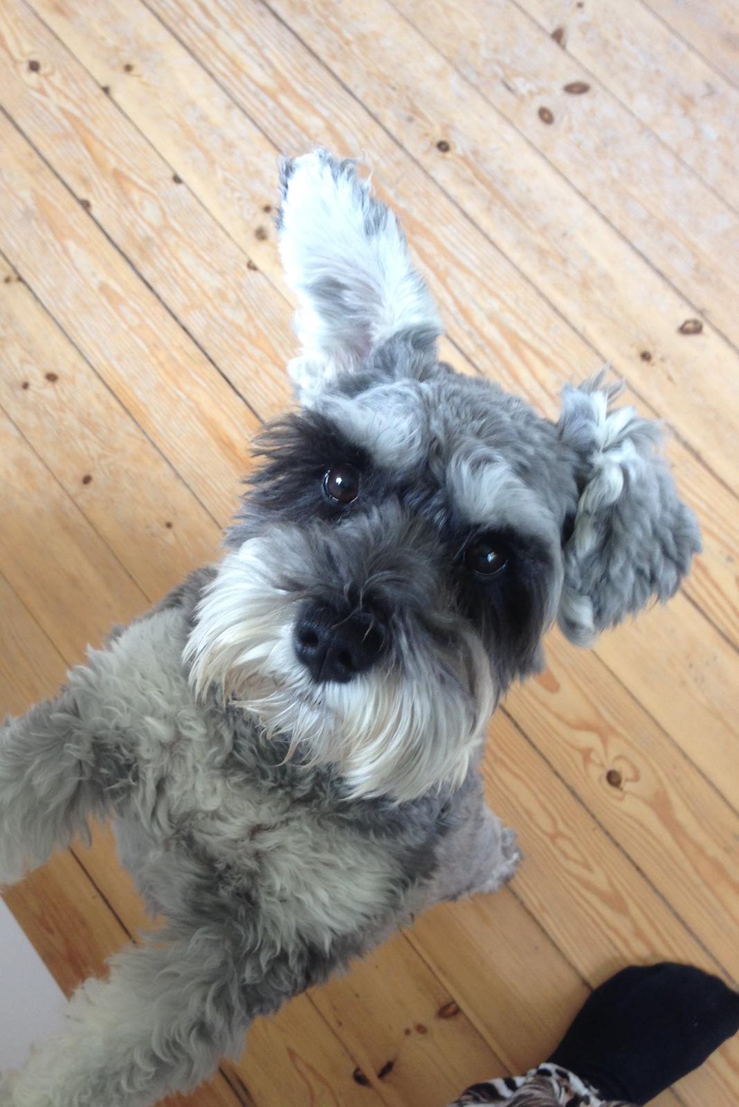 Dvaergschnauzer *FNUGGI* billede 1