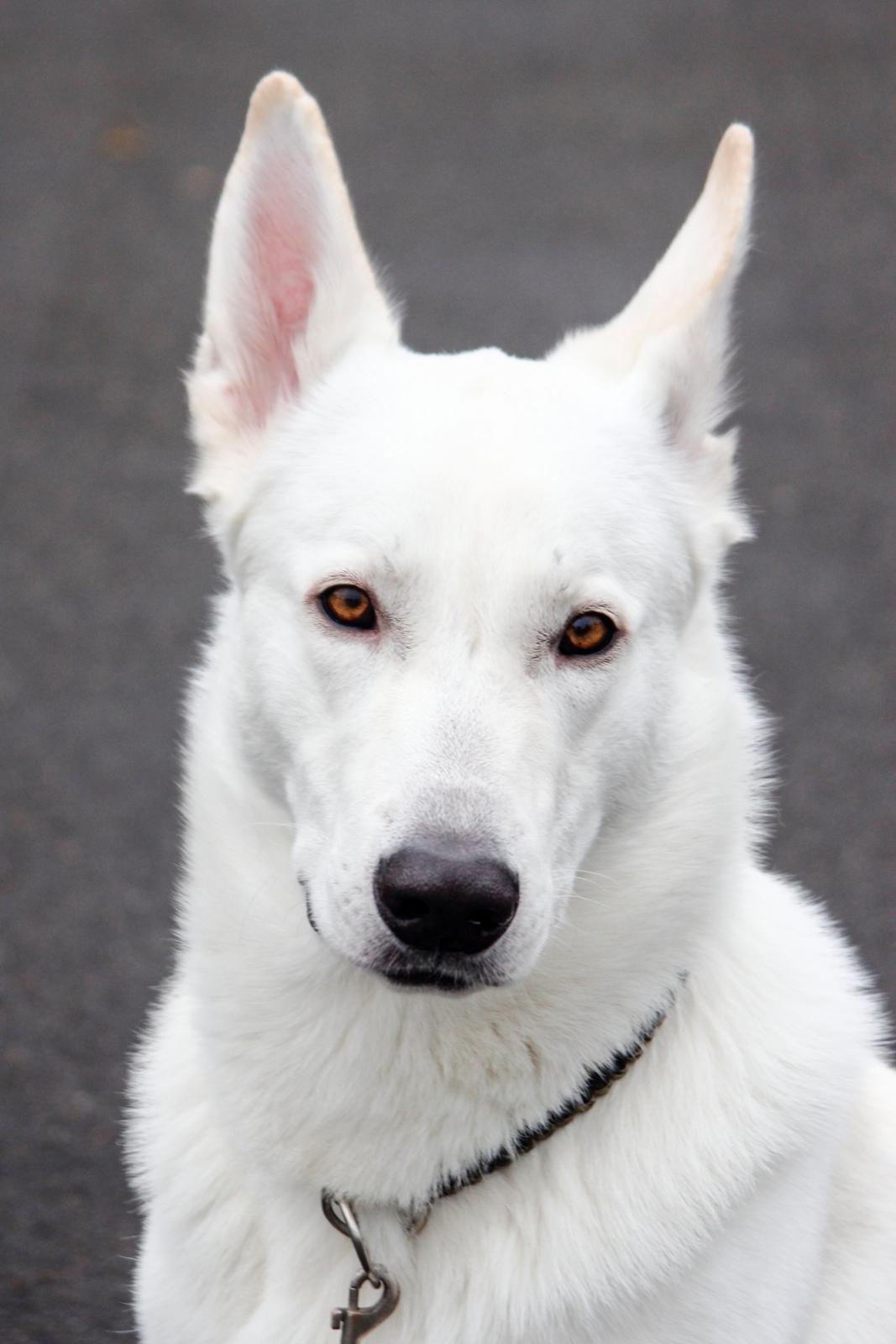 Hvid Schweizisk Hyrdehund Lobo - Smukkebassen billede 21