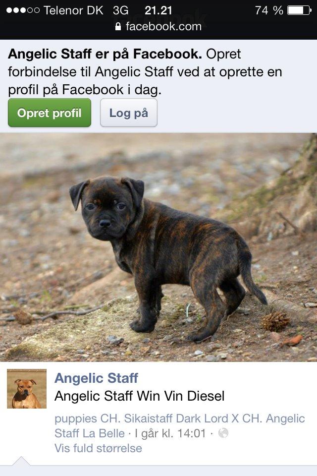 Staffordshire bull terrier Huxi billede 3