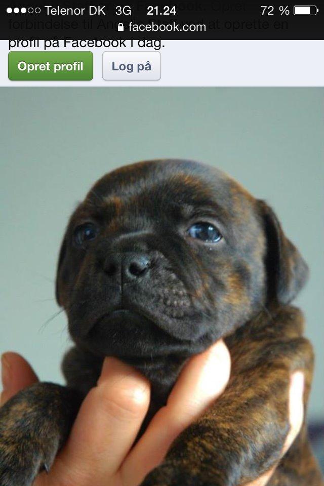 Staffordshire bull terrier Huxi billede 5