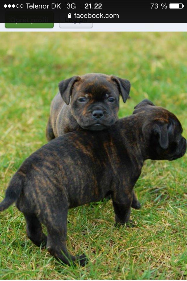 Staffordshire bull terrier Huxi billede 4