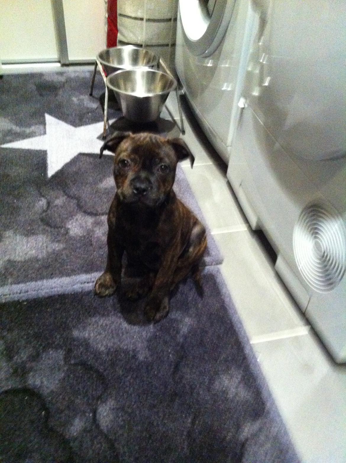 Staffordshire bull terrier Huxi billede 6