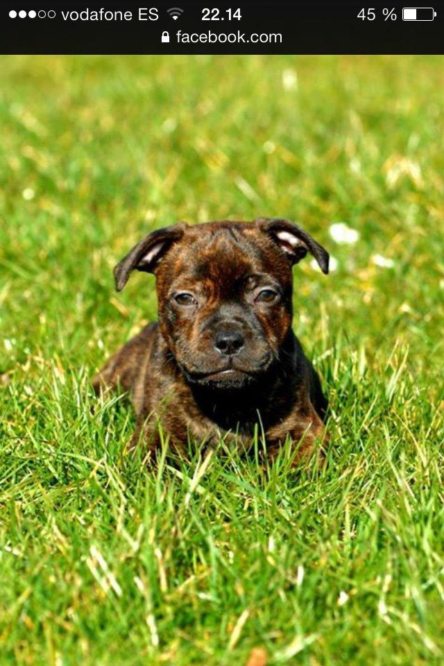 Staffordshire bull terrier Huxi billede 2
