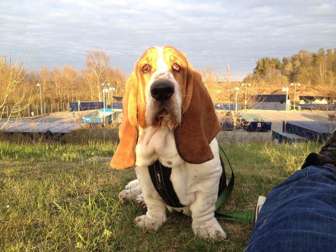 Basset hound Paddington - chill bag lossen billede 19