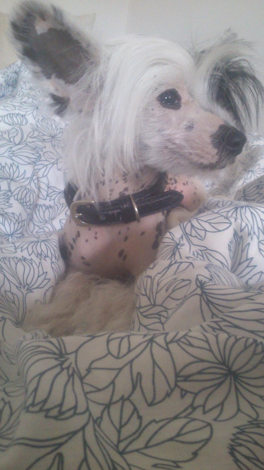 Chinese crested hårløs Quiin Diva billede 6