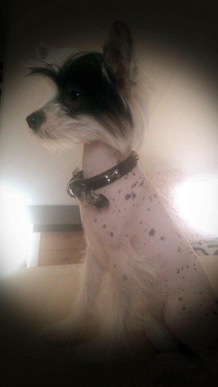 Chinese crested hårløs Quiin Diva billede 7
