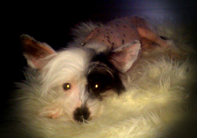 Chinese crested hårløs Quiin Diva billede 5