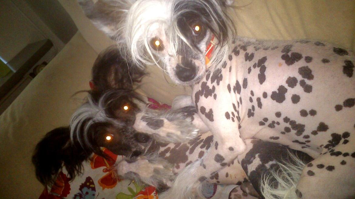 Chinese crested hårløs Quiin Diva billede 4