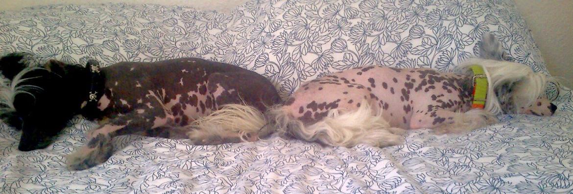 Chinese crested hårløs Quiin Diva billede 8