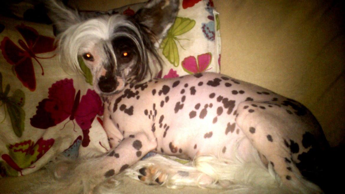 Chinese crested hårløs Quiin Diva billede 3