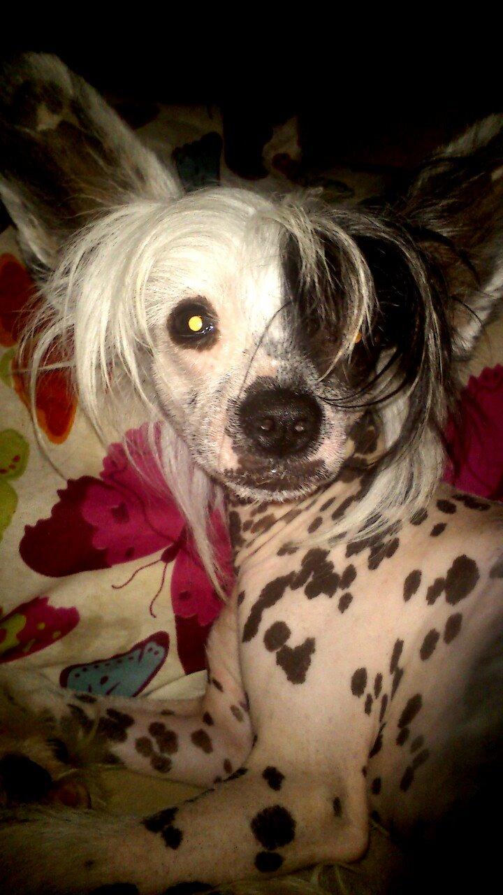 Chinese crested hårløs Quiin Diva billede 1