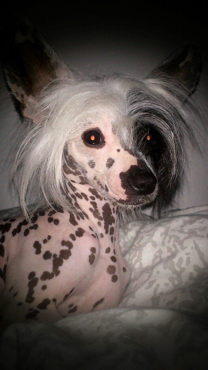 Chinese crested hårløs Quiin Diva billede 2