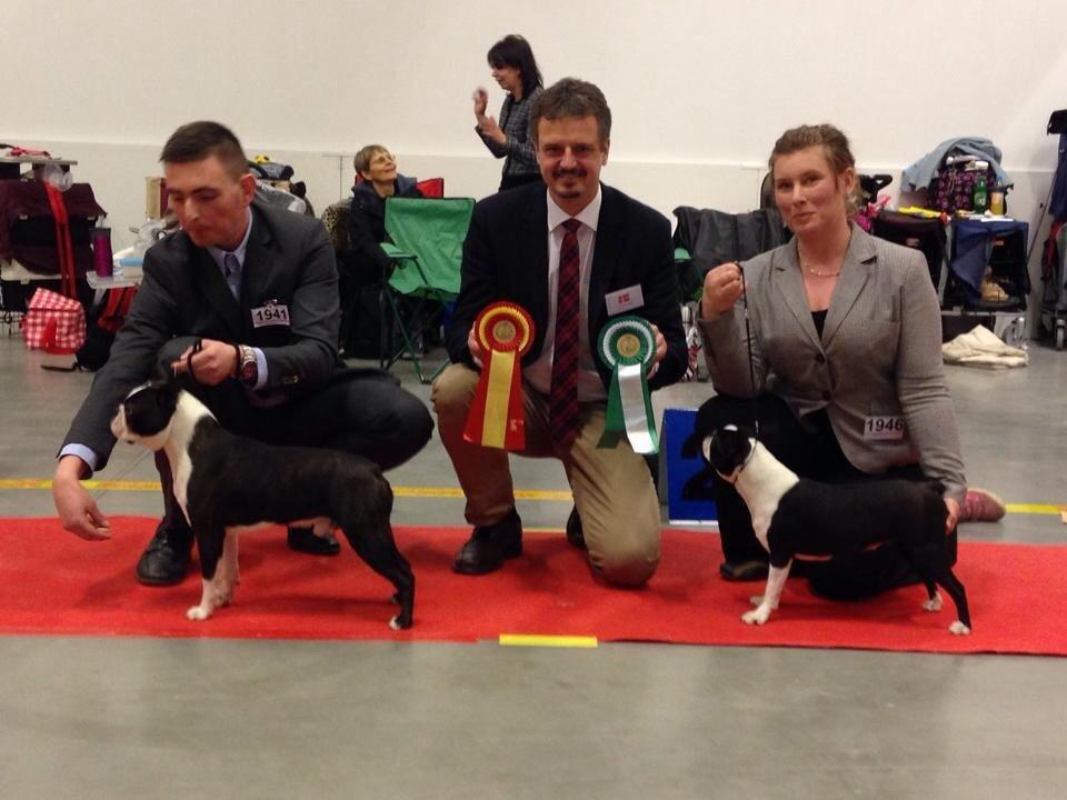 Boston terrier Multi-CH Westlund As Good As It Gets aka Pepsi billede 38