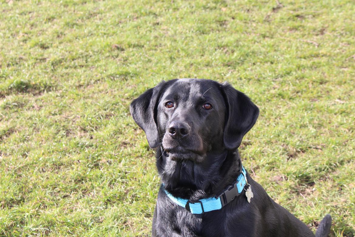 Labrador retriever Boris - <3<3<3 billede 3